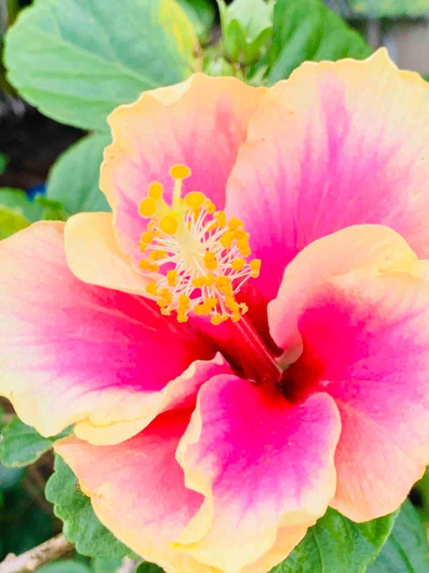 North Shore Garden Suite Haleiwa Dış mekan fotoğraf
